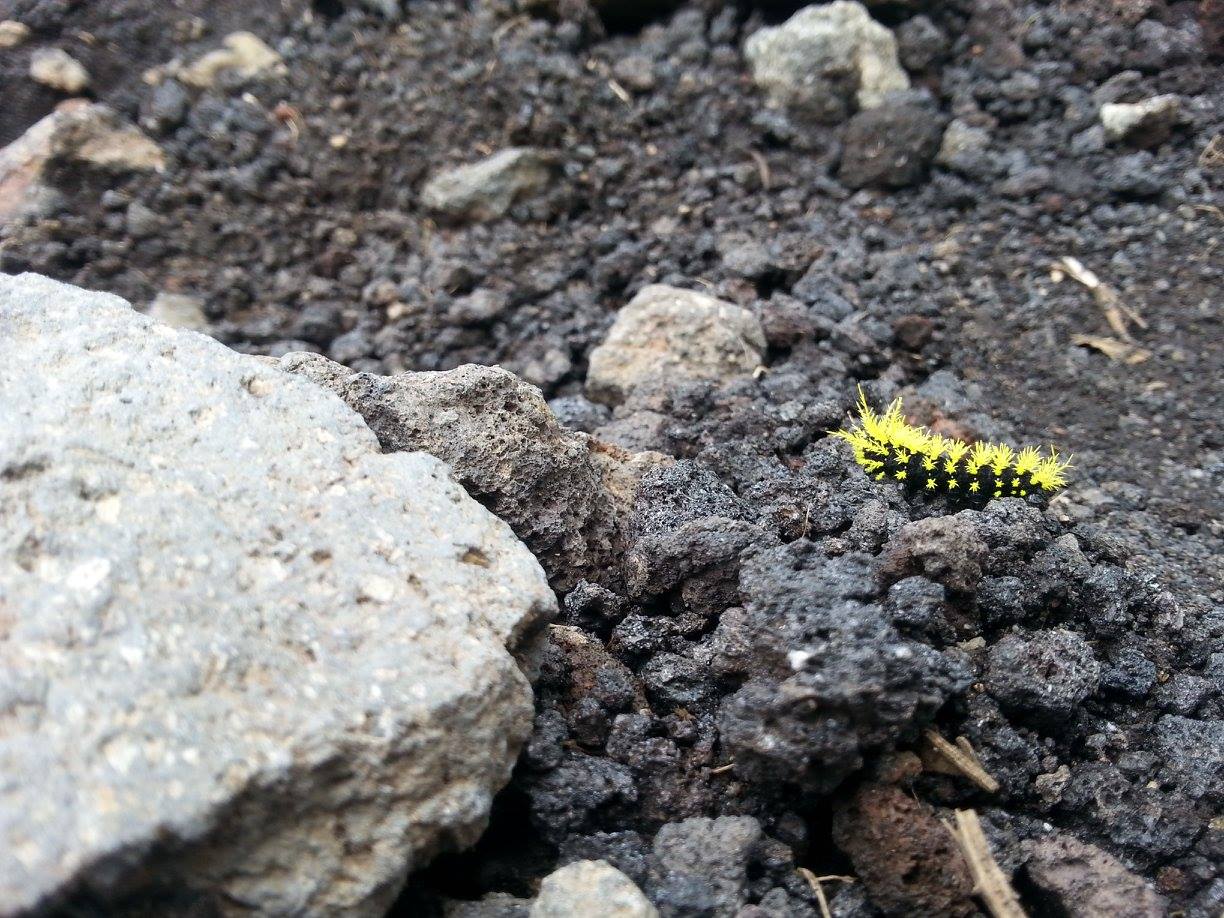 Inconspicuous AtaraKats