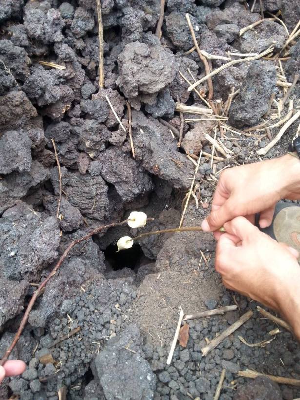 Marshmallow trap AtaraKatz