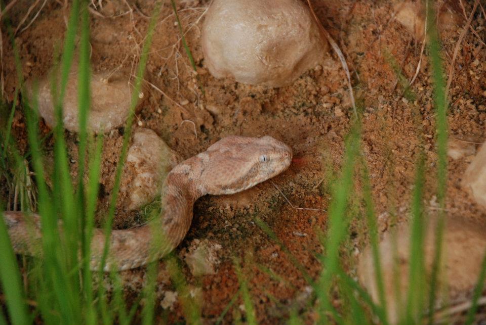 snake ef-e AmitaiAsif