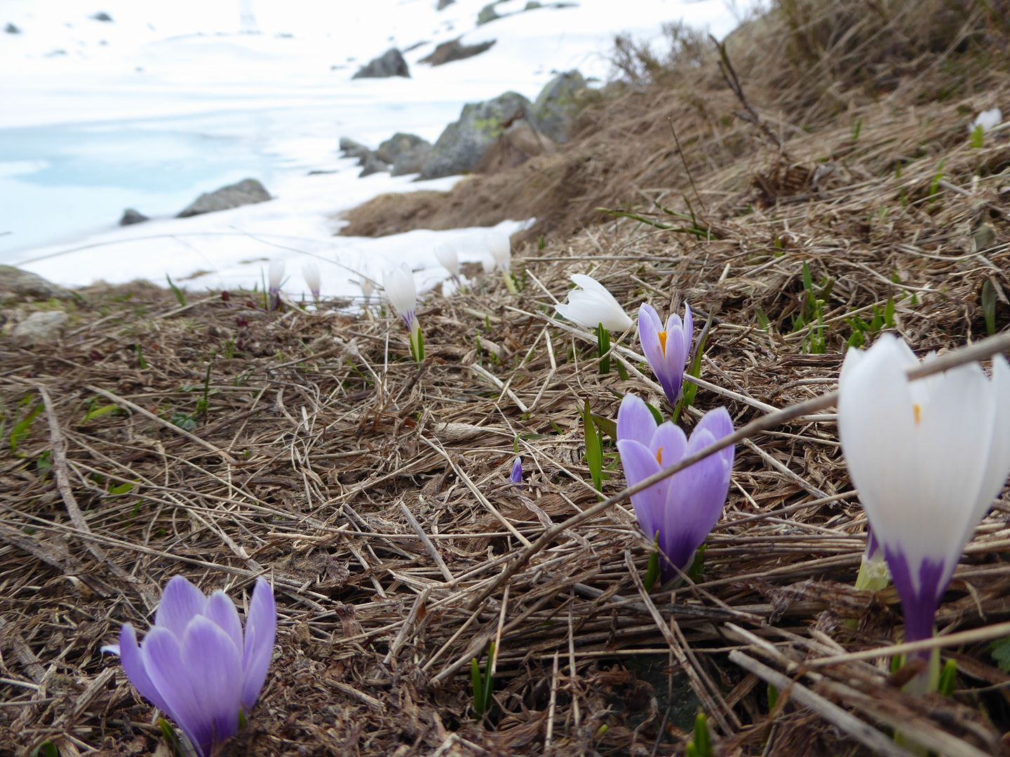 A song without words AtaraKatz