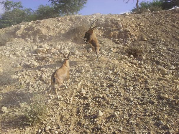 fight club2 OfirAsif