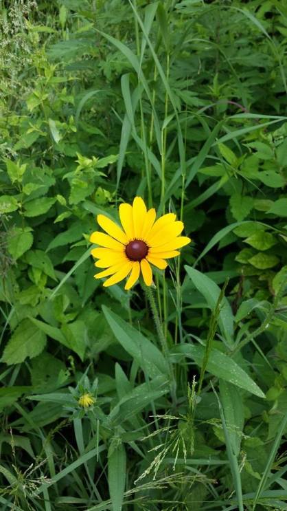 Flower NYC NaamaYehuda