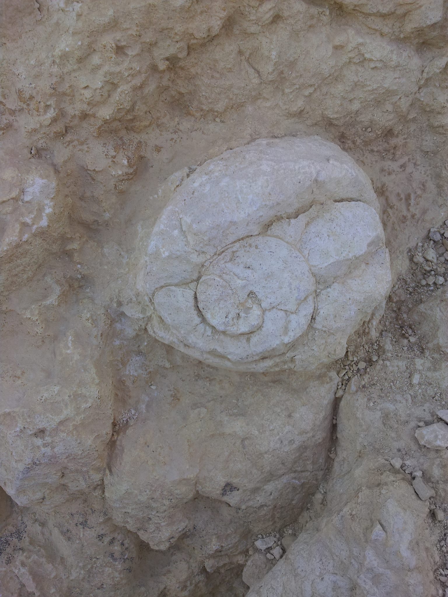 Fossil OfirAsif