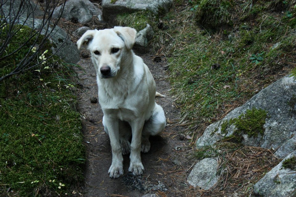 white dog AmitaiAsif