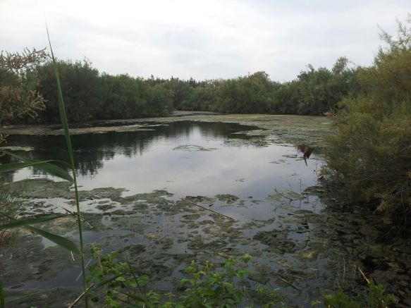 Swamp view SmadarHalperinEpshtein