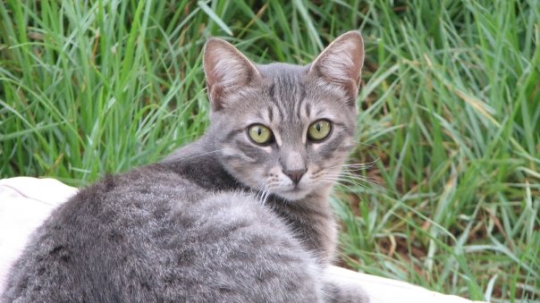 chika OsnatHalperinBarlev