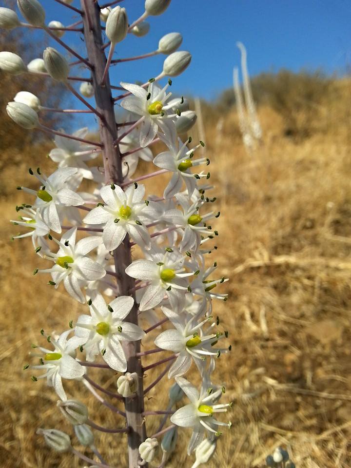 Hatzav; Photo: AtaraKatz