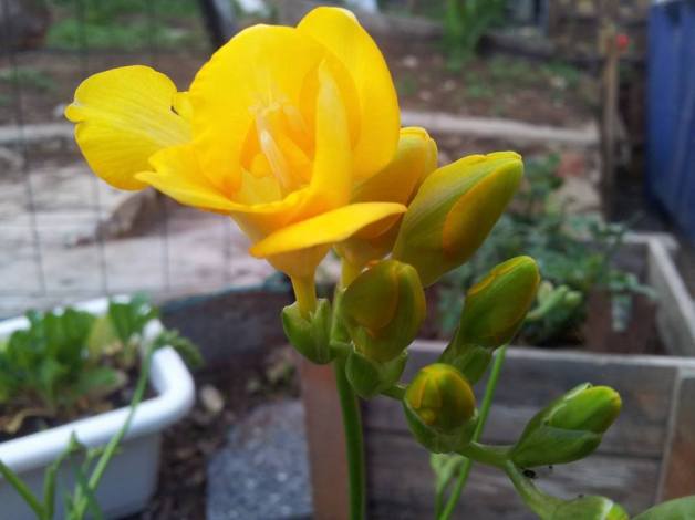 Fresia DvoraFreedman