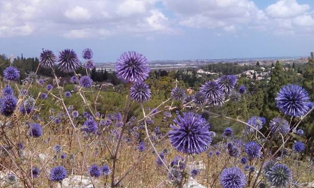 Globe Thistle O.Asif