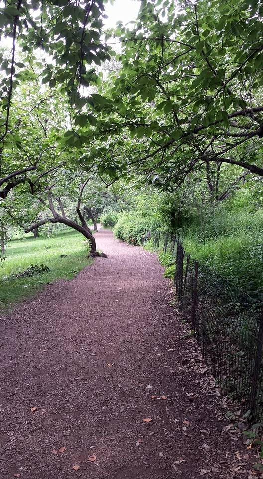 Mulch path Central Park NaamaYehuda