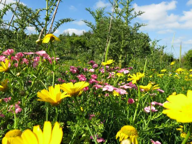 Spring flowers AmitaiAsif