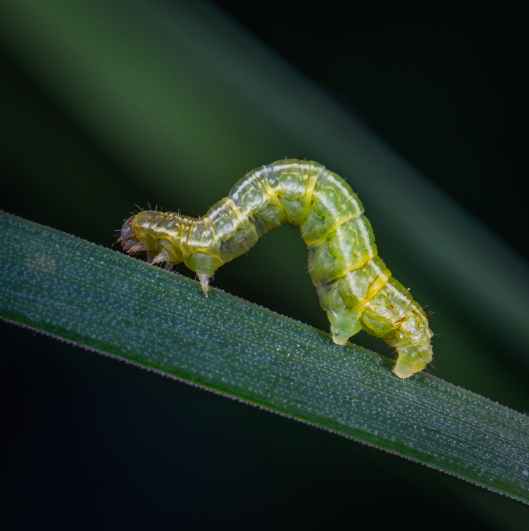 shallow focus photography of green caterpillar on green leaf
