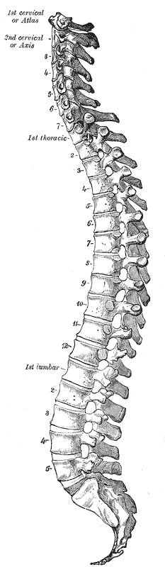 Spine Fig111 GrayHenry1918