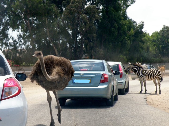 traffic SmadarHalperinEpshtein_LI