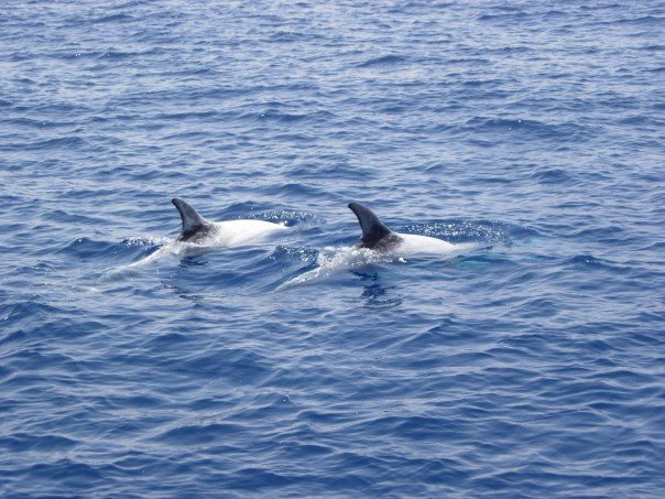 dolphin duo OsnatHalperinBarlev
