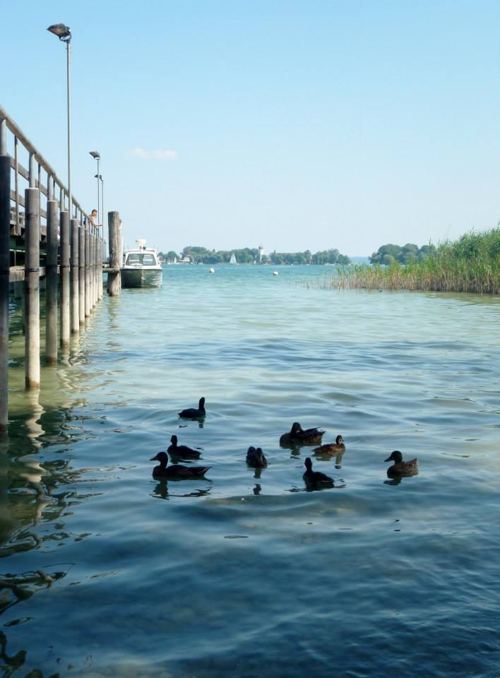 ducks SmadarHalperinEpshtein