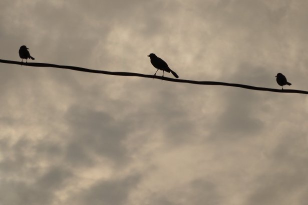 Birds on a wire PhilipCoons