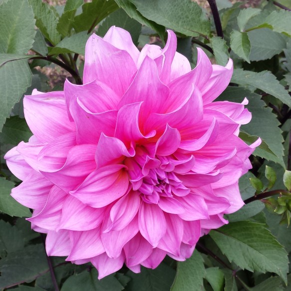 In the Pink1 NaamaYehuda