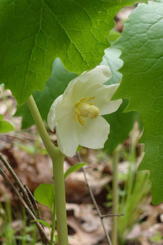 Mayapple flower PhilipCoons