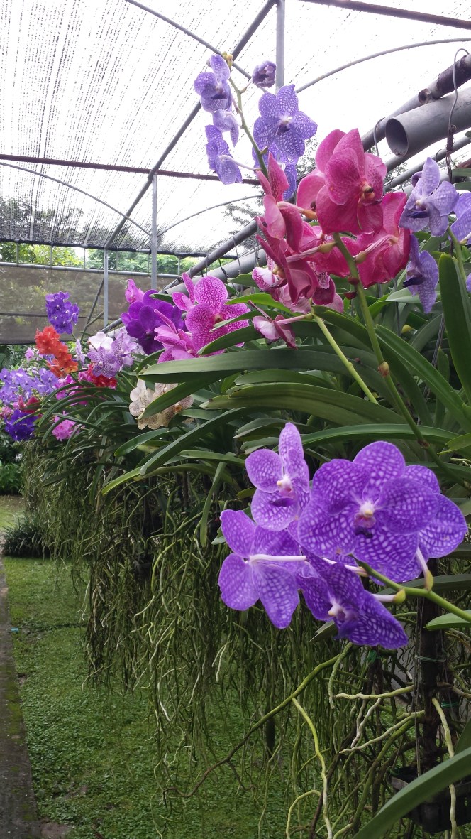 Orchid farm Chiang Mai NaamaYehuda