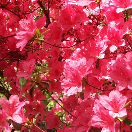 Pink park NaamaYehuda