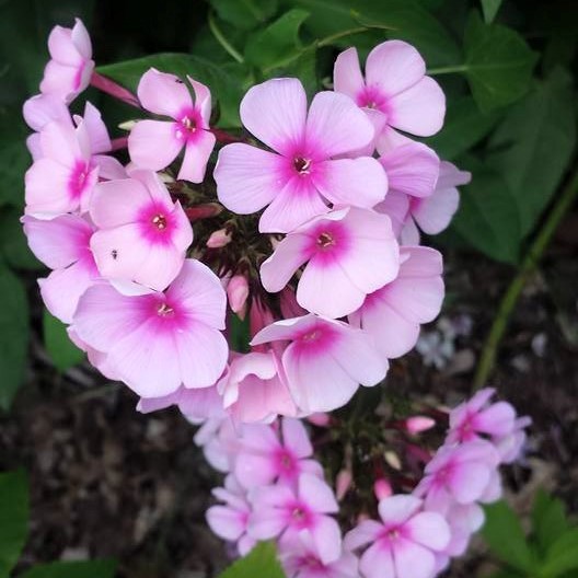 pink patch NaamaYehuda