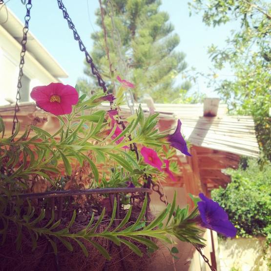 PinkPurple DvoraFreedman