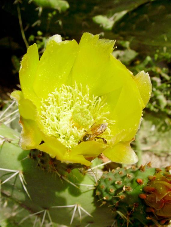 pollinate AmitaiAsif