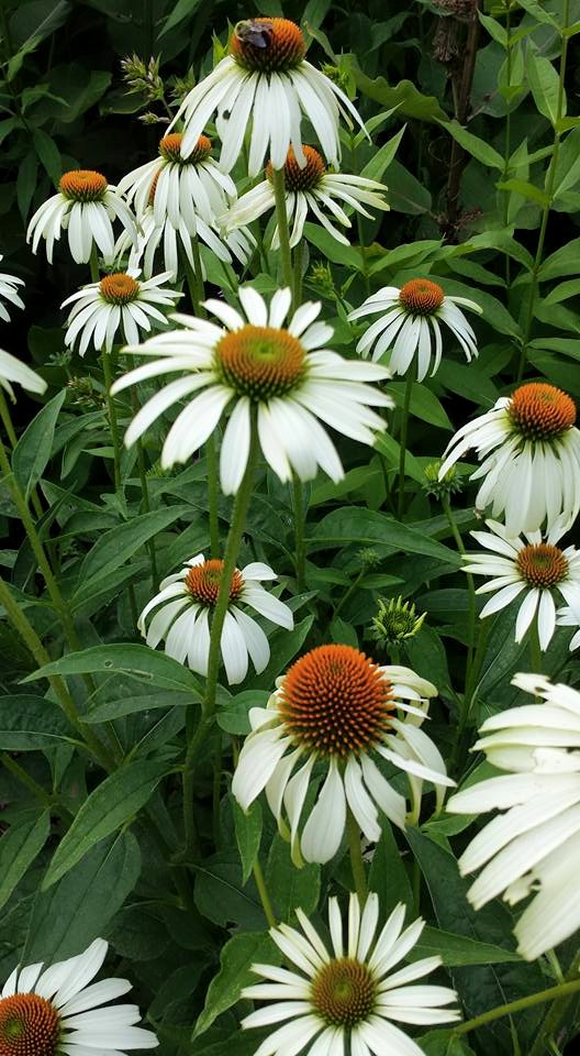 White Gold NaamaYehuda