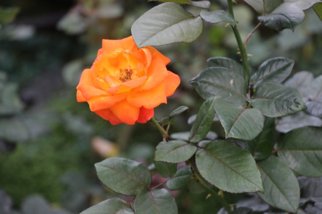 Fall Color Rose AdiRozenZvi