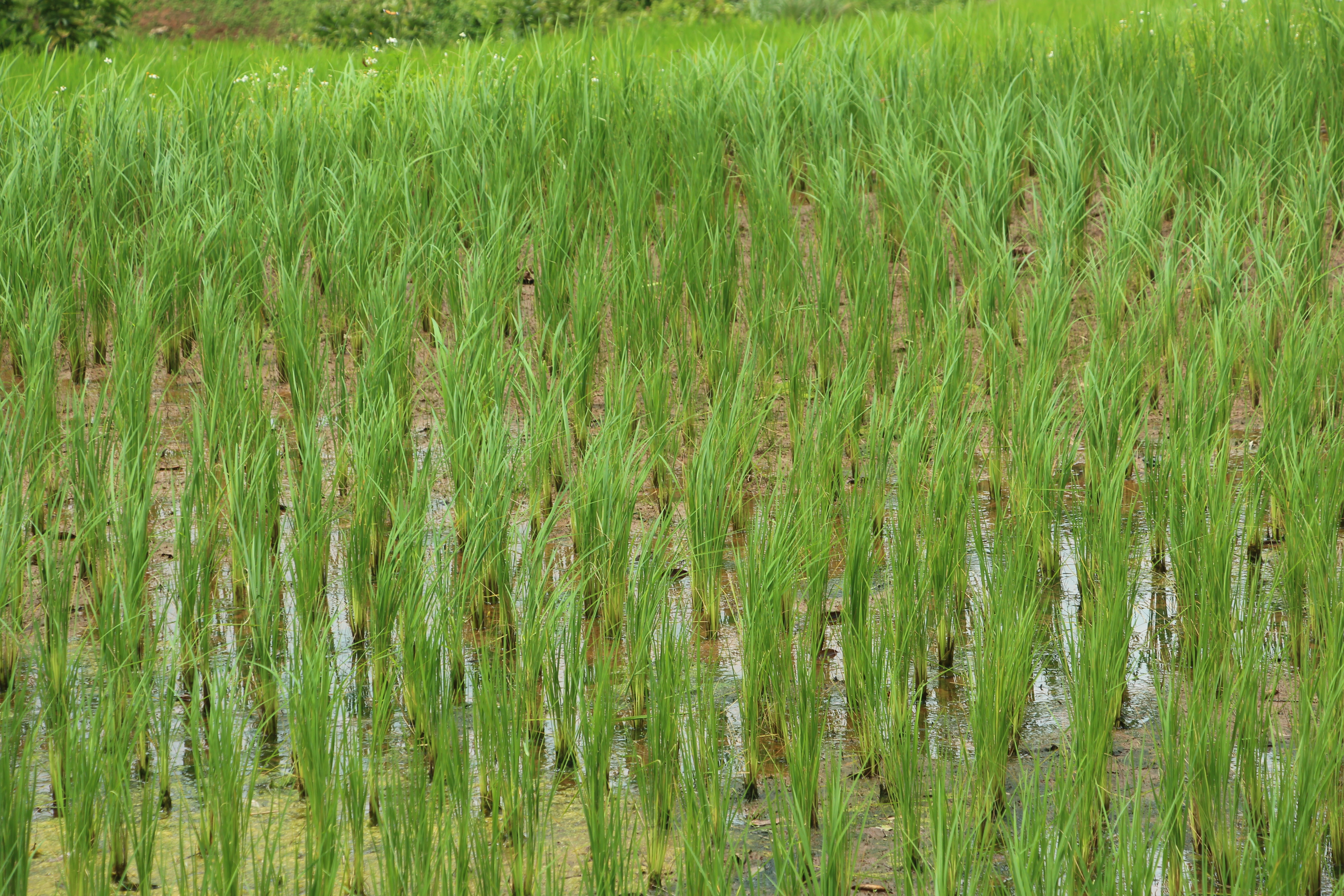 Rice Paddy Thialand AdiRozenZvi