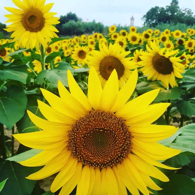 Sunflowers InbarAsif