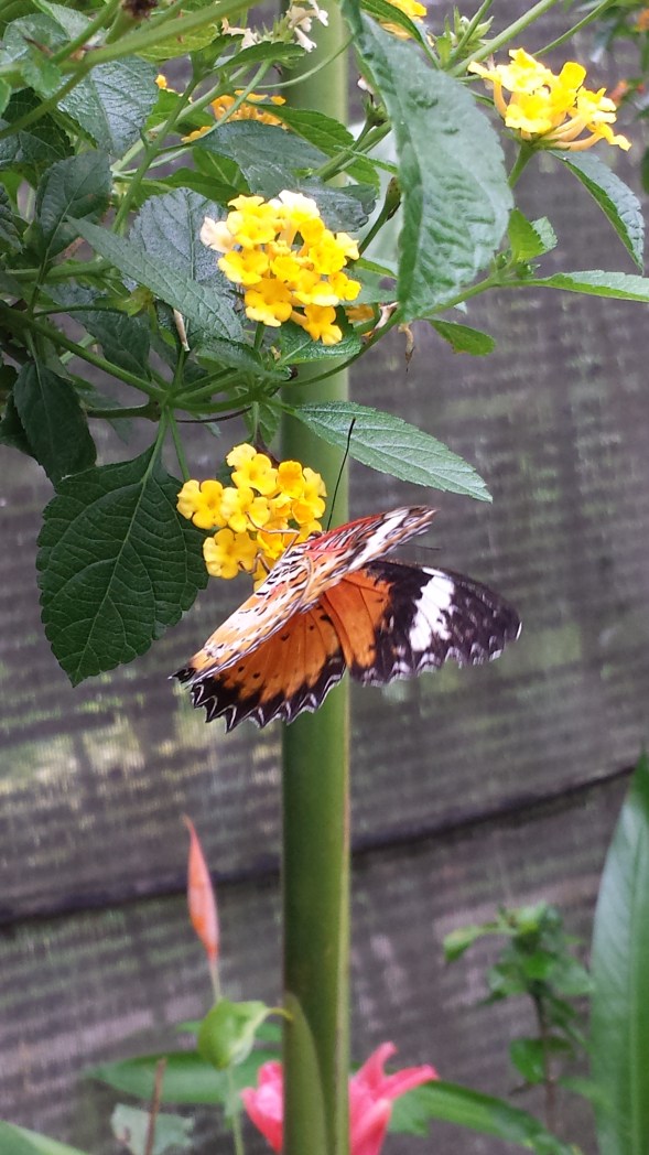 transformed NaamaYehuda