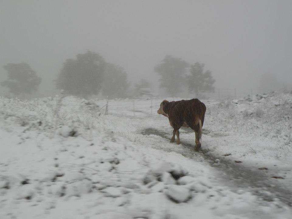 cow in snow AtaraKatz