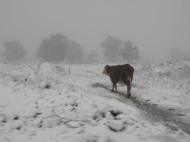 cow in snow AtaraKatz