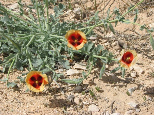 desert trio flower OsnatHalperinBarlev