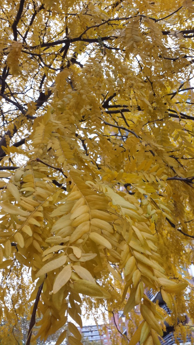 Foliage 2018 1 NaamaYehuda