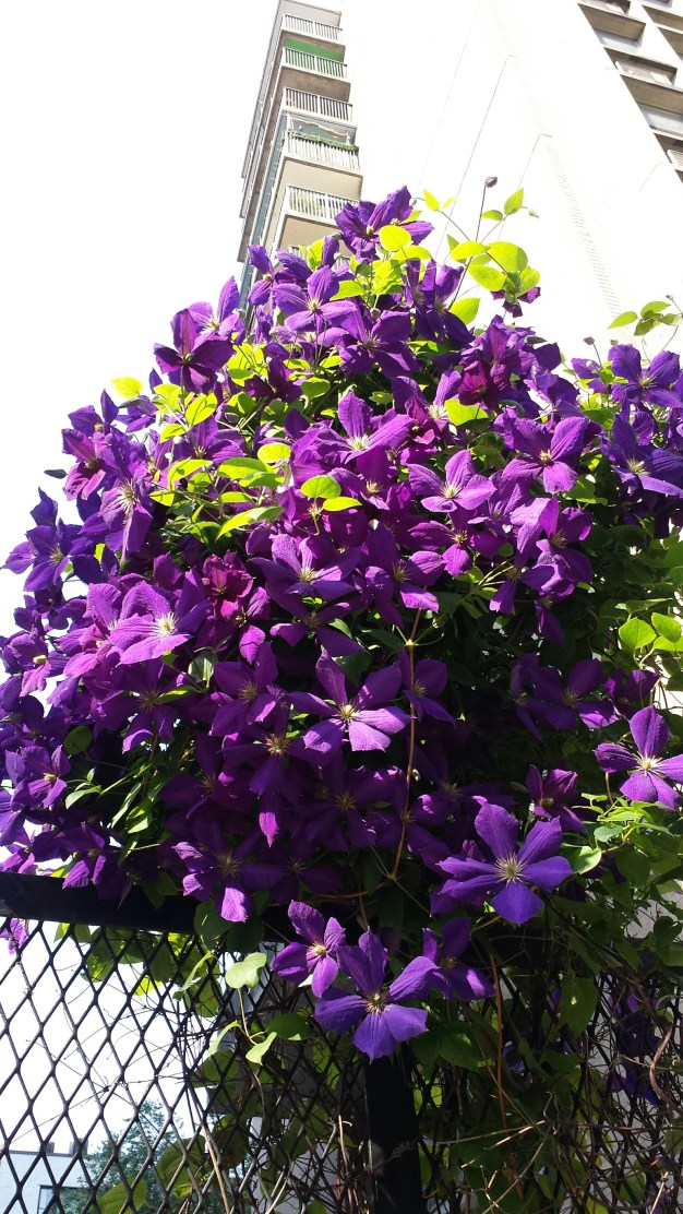 Purple bunch NaamaYehuda