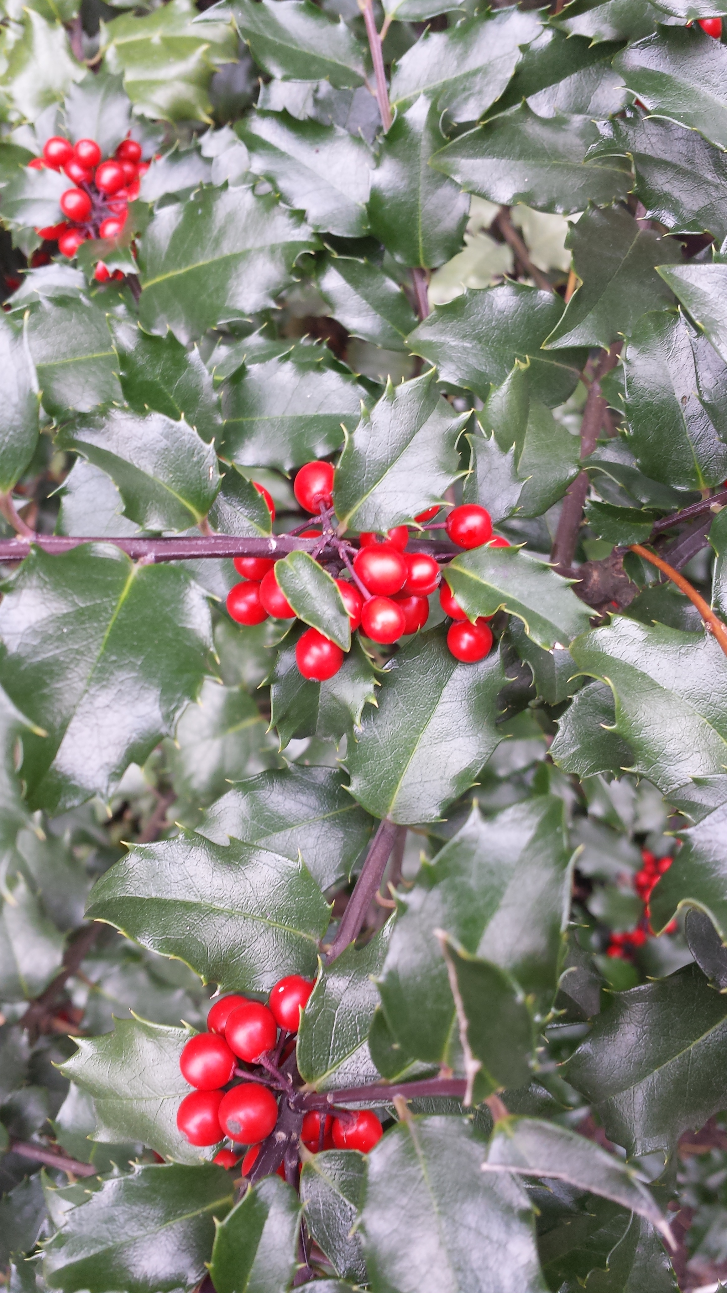 Winter Berry NaamaYehuda
