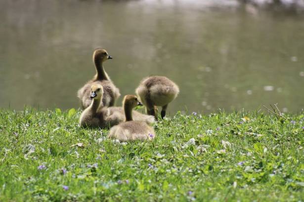 Goslings PhilipCoons