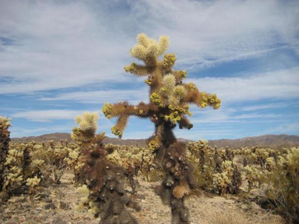 SPF-10-14-18Joy-Pixley-3