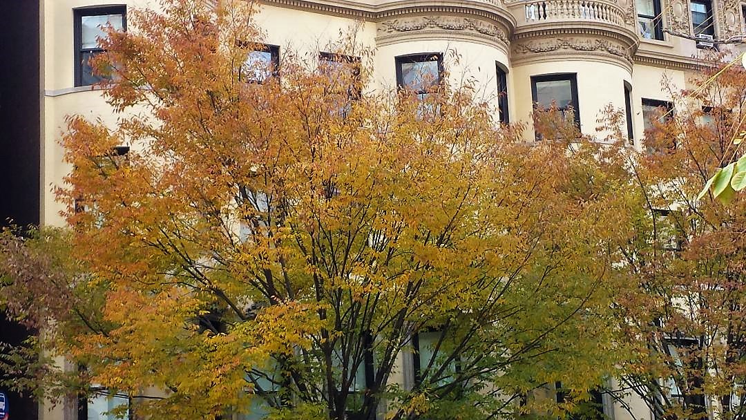 Foliage NYC UWS NaamaYehuda2