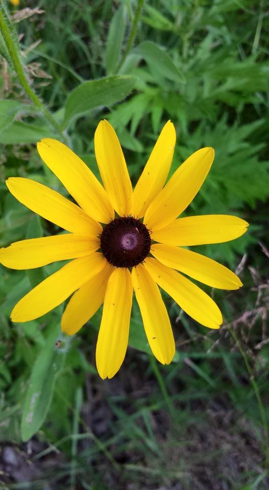 Black-Eyed Susan NaamaYehuda