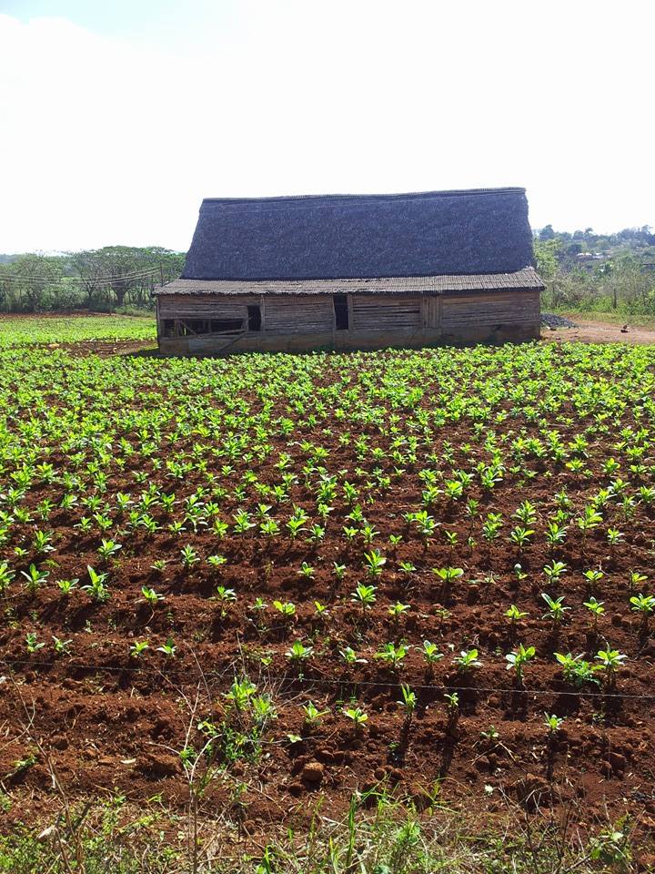Light and Shed inbarasif