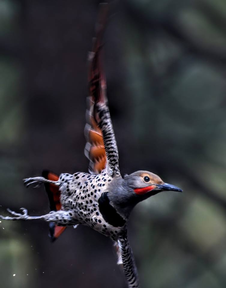 in flight stephenforte