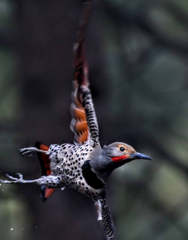 in flight stephenforte