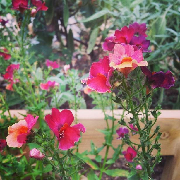 Delicate DvoraFreedman