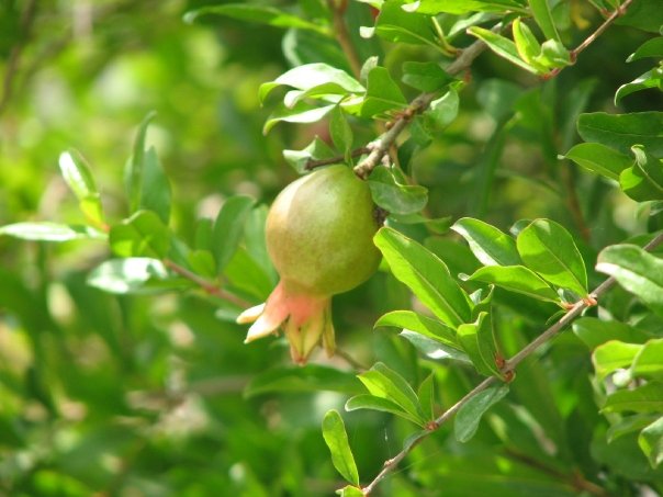 Green Pomegranate OsnatHalperinBarlev