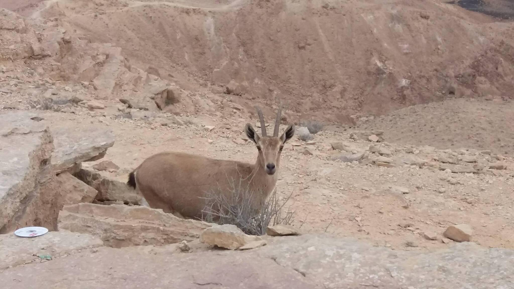 Female Nubian Ibex Osnat HalperinBarlev