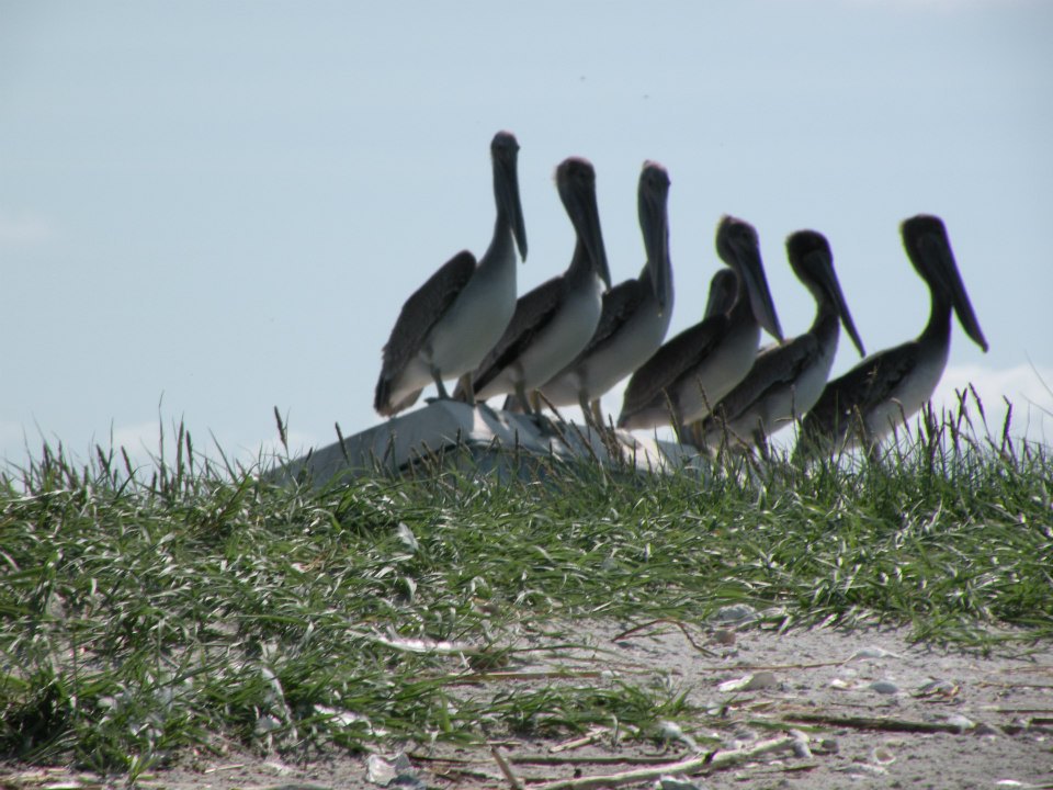 not quite ducks in a row